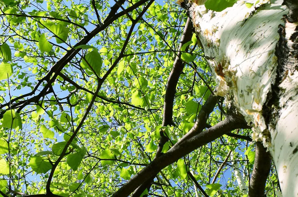 しらかば在宅クリニック